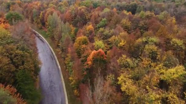 Ekim Kasım Aylarının Tüm Renkleriyle Oynayan Sonbahar Yaprak Döken Ormanla — Stok video