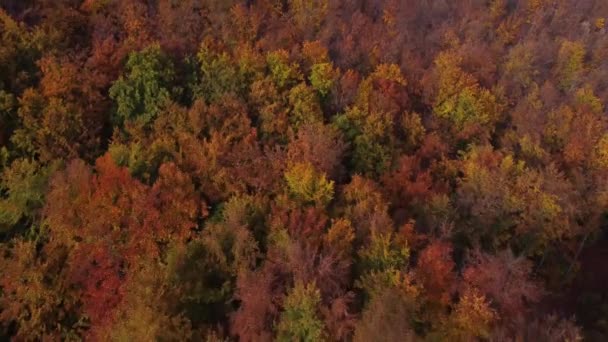 Sonbahar Turuncu Ormanıyla Çevrili Bir Kayanın Tüm Vadiyi Kaplayan Görüntüsü — Stok video