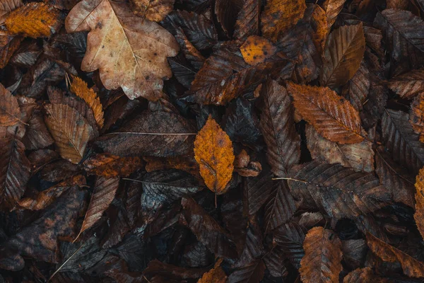Achtergrond Donker Gekleurde Gevallen Bladeren Met Een Overheersende Oranje Bruine — Stockfoto