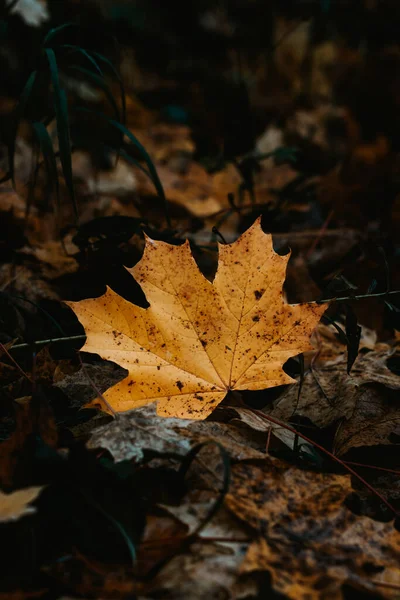 stock image Close-up of a maple leaf lying on the ground in a pile of leaves. Detail of the autumn season and the breath of new life of nature. Colour palette.