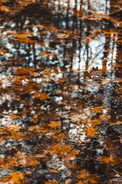 Листья Коричнево Красно Оранжевого Клена Лежат Поверхности Реки Кленовом Лесу — стоковое фото