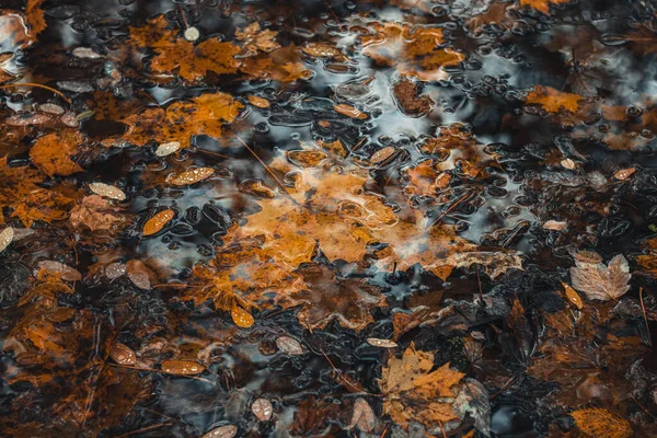Bruin Rood Oranje Esdoorn Bladeren Liggend Oppervlakte Van Een Beekje — Stockfoto