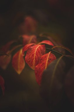 İki kırmızı yaprağın yakın çekimi, son kuvvetleriyle küçük bir dal parçasına tutunuyorlar. Sonbahar güneşi bu yaprakları inanılmaz renklerle renklendirir..