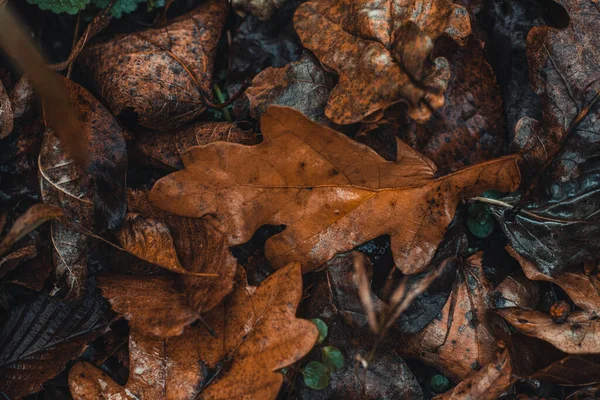 Achtergrond Donker Gekleurde Eiken Bladeren Met Een Overheersende Oranje Bruine — Stockfoto