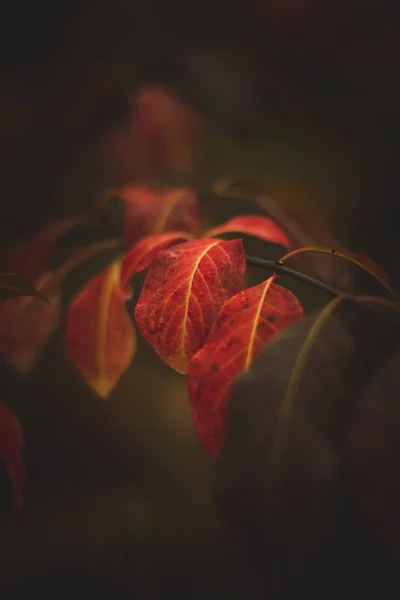 마지막 가지에 있습니다 가을의 태양은 잎들을 놀라운 색깔로 물들이고 — 스톡 사진