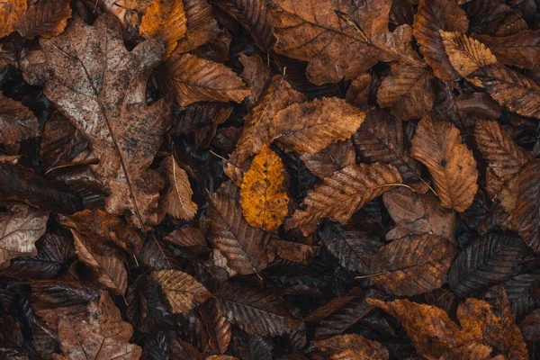 Achtergrond Donker Gekleurde Gevallen Bladeren Met Een Overheersende Oranje Bruine — Stockfoto