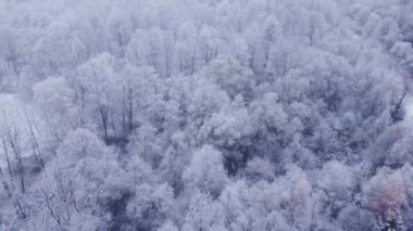 Hafif kar yağışı altında karlı havanın görüntüsü. Bakir bir manzaranın üzerinde yükselen beyaz ağaçlar. Aralık doğası. Açık hava tonları