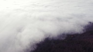 Ovalara yapışan sabah sisinden kozalaklı ormanlar yükseliyor. Dokunulmamış bir manzaranın havadan görünüşü. 4k video. Çek Cumhuriyeti