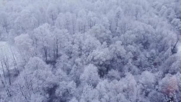 光の雪の中で雪景色の空中ショット 自然のままの風景の上に高くそびえる白い木 12月の自然 室外機 — ストック動画
