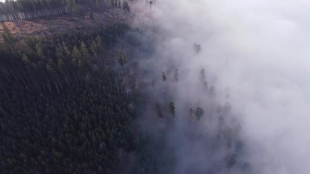 Хвойный Лес Поднимается Непроницаемого Утреннего Тумана Цепляющегося Низменности Вид Воздуха — стоковое видео