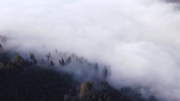 Coniferous Forest Rises Impermeable Morning Mist Clinging Lowlands Aerial View — Stock Video