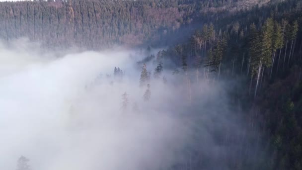 Floresta Coníferas Nasce Névoa Manhã Impermeável Agarrada Terras Baixas Vista — Vídeo de Stock