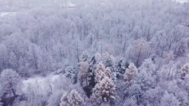 Ovalara yapışan sabah sisinden kozalaklı ormanlar yükseliyor. Dokunulmamış bir manzaranın havadan görünüşü. 4k video. Çek Cumhuriyeti