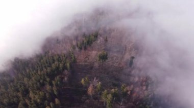 Ovalara yapışan sabah sisinden kozalaklı ormanlar yükseliyor. Dokunulmamış bir manzaranın havadan görünüşü. 4k video. Çek Cumhuriyeti