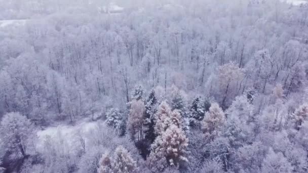 Κωνοφόρο Δάσος Αναδύεται Από Την Αδιαπέραστη Πρωινή Ομίχλη Που Προσκολλάται — Αρχείο Βίντεο