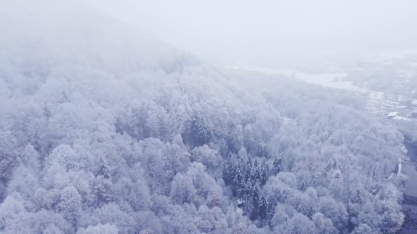 Tiro Aéreo Cenário Nevado Queda Neve Leve Árvores Brancas Elevando — Vídeo de Stock