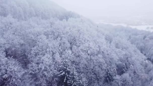 光の雪の中で雪景色の空中ショット 自然のままの風景の上に高くそびえる白い木 12月の自然 室外機 — ストック動画