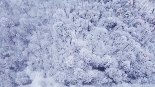 Аэросъемка Снежных Пейзажей Легком Снегопаде Белые Деревья Возвышаются Над Чистым — стоковое видео