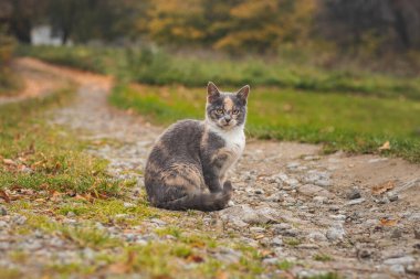 Renkli kedi yavrusu kendini yalıyor ve doyurucu bir atıştırmalıktan sonra bir orman yolunda oturuyor. Felis Catus domesticus 'un meraklı ve maceracı bir yavrusunun portresi..