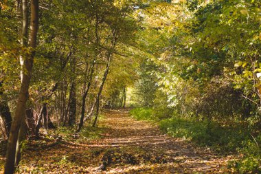 Günbatımı bir orman yolunu aydınlatıyor ve Çek Cumhuriyeti 'nin Ostrava yakınlarındaki bir parkta sonbahar yapraklarıyla çevrili renkli ağaçları aydınlatıyor..