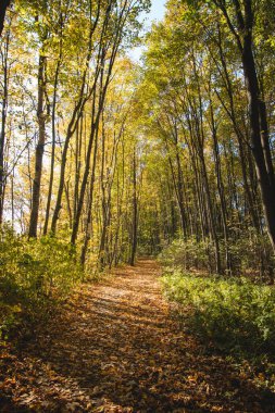 Günbatımı bir orman yolunu aydınlatıyor ve Çek Cumhuriyeti 'nin Ostrava yakınlarındaki bir parkta sonbahar yapraklarıyla çevrili renkli ağaçları aydınlatıyor..