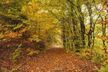 Kırmızı ve turuncu sıcak güneş turuncu-kırmızı ormanı ve orman yolunu aydınlatır. Mojtin, Strazov dağları, Slovakya, Doğu Avrupa. Sonbahar renkli orman.