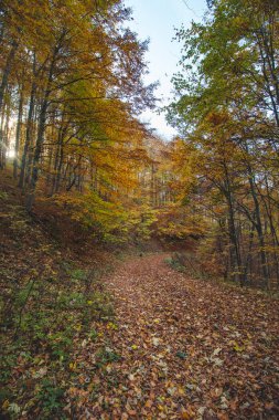 Kırmızı ve turuncu sıcak güneş turuncu-kırmızı ormanı ve orman yolunu aydınlatır. Mojtin, Strazov dağları, Slovakya, Doğu Avrupa. Sonbahar renkli orman.