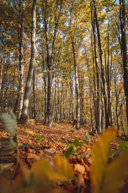 Kırmızı ve turuncu sıcak güneş turuncu-kırmızı ormanı ve orman yolunu aydınlatır. Mojtin, Strazov dağları, Slovakya, Doğu Avrupa.