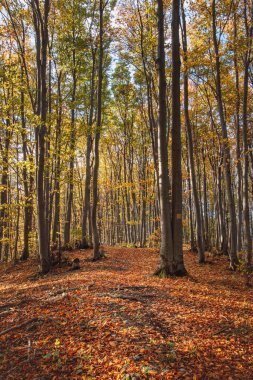 Kırmızı ve turuncu sıcak güneş turuncu-kırmızı ormanı ve orman yolunu aydınlatır. Mojtin, Strazov dağları, Slovakya, Doğu Avrupa.