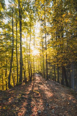 Turuncu ve sarı sıcak güneş, turuncu-kırmızı ormanı ve orman yolunu aydınlatır. Domasinsky Rouder, Zilinsky bölgesi, Slovakya. Sonbahar renkli orman. Ekim ve Kasım..