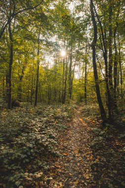 Güz ayazında temiz hava ve sonbahar yapraklarıyla kaplı bir patika. Çek Cumhuriyeti, Beskydy dağlarında sonbahar mevsimi. Doğa yaşam tarzı.