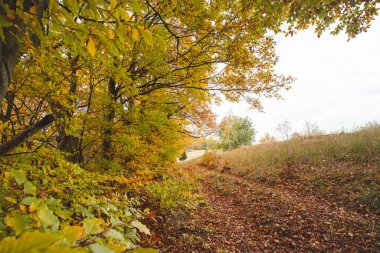 Kırmızı ve turuncu sıcak güneş turuncu-kırmızı ormanı ve orman yolunu aydınlatır. Mojtin, Strazov dağları, Slovakya, Doğu Avrupa. Sonbahar renkli orman.
