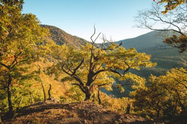 Turuncu ve sarı sıcak güneş, turuncu-kırmızı ormanı ve orman yolunu aydınlatır. Domasinsky Rouder, Zilinsky bölgesi, Slovakya. Sonbahar renkli orman. Ekim ve Kasım..