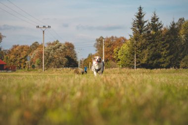 Renkli Avustralya çoban köpeği çimenli bir arazide koşar ve oynamak için mor diskini toplar. Mavi merle köpeği oyuncağını getiriyor. Hevesin ve eğlencenin ifadesi.