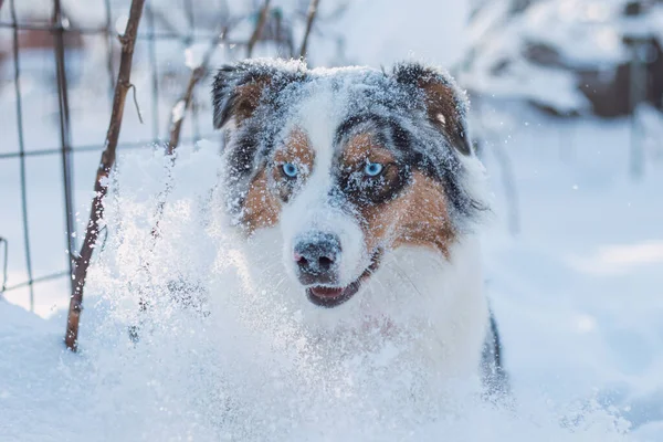 Renkli Avustralya çobanı ilk kışının tadını çıkarıyor. Köpek sabah vakti karda koşuyor ve oynuyor. Mavi merle atlama ve yaramazca bir ifadeyle hareket özgürlüğünün tadını çıkarıyor.