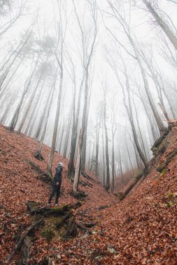Adventurous male discovering the beauty of the gorge in the morning mist and fallen orange-red leaves. Jewels Beskydy mountains, Czech Republic.