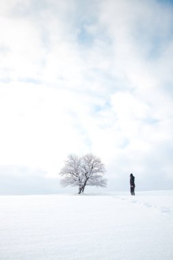 Historic landmark tree covered in snow and a clean untouched snowfield with the footprints of the explorer. Minimalism in nature. Soft light. Kozlovice Beskydy, Czech Republic.
