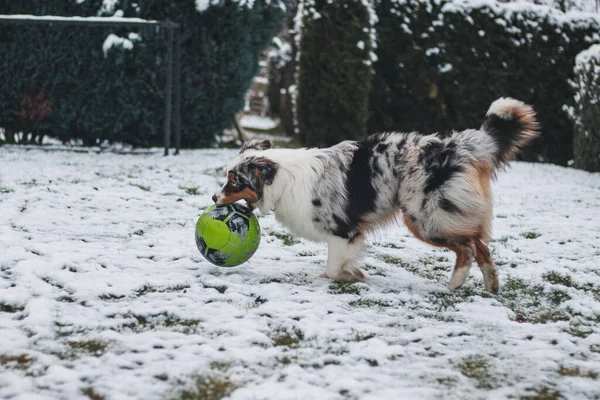 Australian Shepherd plays football with her owner. Deepening the relationship. Frolicking with a pet dog in the garden.