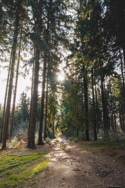 Forest path passing through a lush pine forest in remote parts of Beskydy mountains, Czech Republic. The joy of fresh air.