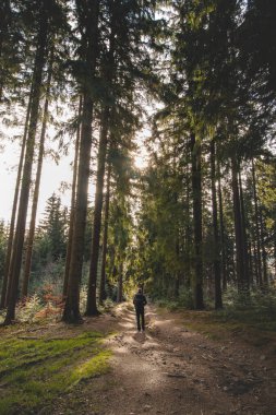 Walk through a fragrant and pine forest at sunset in the remote corners of the Beskydy mountains, Czech republic.