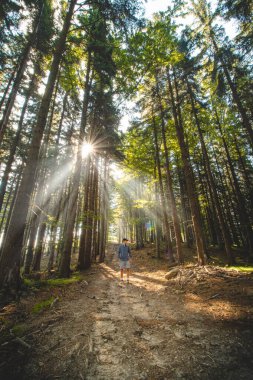 Man in a shirt walks through a healthy forest with crisp air and sunlight breaking through the fog around the hiker. Beskydy mountains, Czech Republic.