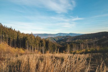 Morning sun illuminates the tall grass and beautiful scenery of eastern Bohemia in the Moravian-Silesian region of the Beskydy Mountains. A beautiful awakening to the next day.