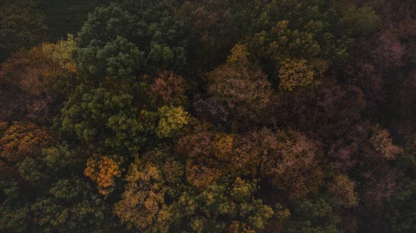 Aerial shot of orange-red forests at sunset in Slovak forests. Autumn fairy tale. Variety and colourfulness of nature.