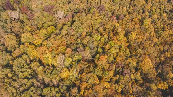 Aerial shot of orange-red forests at sunset in Slovak forests. Autumn fairy tale. Variety and colourfulness of nature.