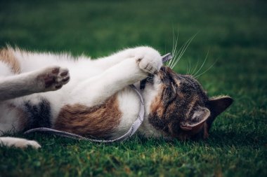 Cat princess is lying on her back in the grass, playing with her paws and mouth with a white string. Fun of a domestic cat. Interest in string. A life of playful twirling. Close-up of green eyes.