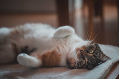 Feline princess relaxes on a white blanket and enjoys a relaxing lunch. A domestic colour cat with piercing green eyes squints into the camera and enjoys her rest on her back. From a life of lounging.