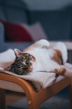 Feline princess relaxes on a white blanket and enjoys a relaxing lunch. A domestic colour cat with piercing green eyes squints into the camera and enjoys her rest on her back. From a life of lounging.