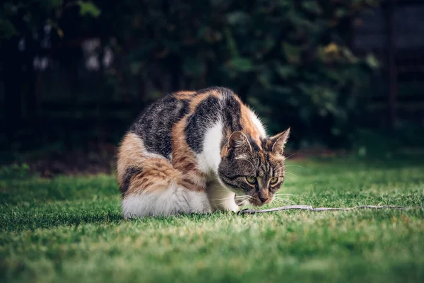 Four-legged pet plays with a string, which she bites and throws and catches with her paws. Playful and energetic kitten plays in the garden. Morning exercise and activity.