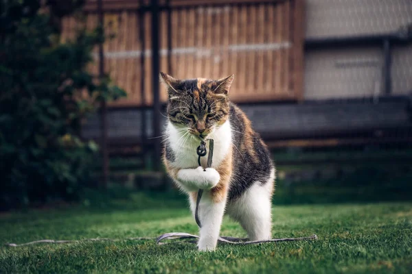Four-legged pet plays with a string, which he bites and throws and catches with his paws. Playful and energetic kitten plays in the garden. Morning exercise and activity.