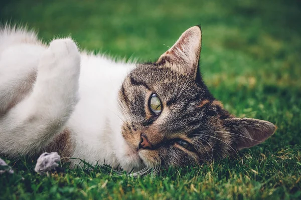 Feline princess relaxes in the grass and enjoys a relaxing lunch and warming sun. A domestic color cat with piercing green eyes squints into the camera and enjoys her rest on her back.